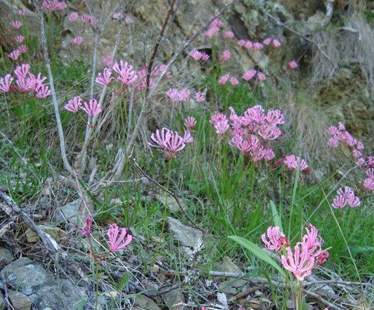 Nerine humilis, the mountain nerine